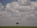 Baum in der Masai Mara
