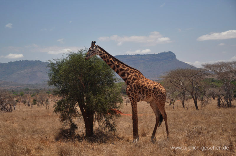 ke13-422-kenia-taita-hills-giraffe-fressend