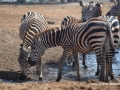 ke13-293-kenia-taita-hills-zebras